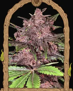 Black Haze Auto