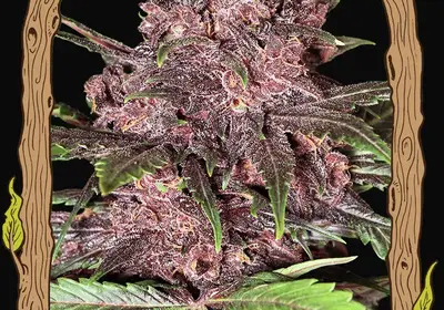 Black Haze Auto
