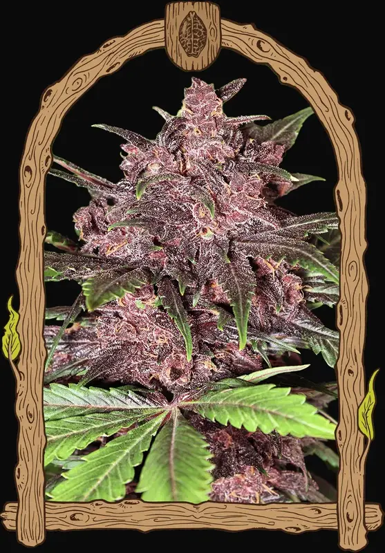 Black Haze Auto
