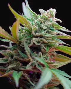 Black Jack Auto