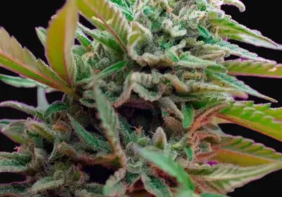 Black Jack Auto