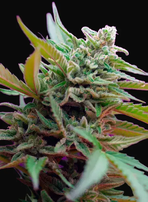 Black Jack Auto