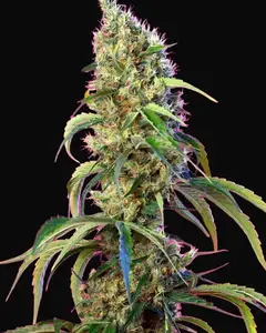 Black Jack CBD