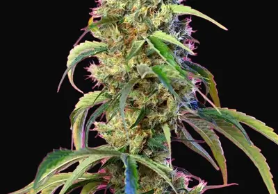 Black Jack CBD
