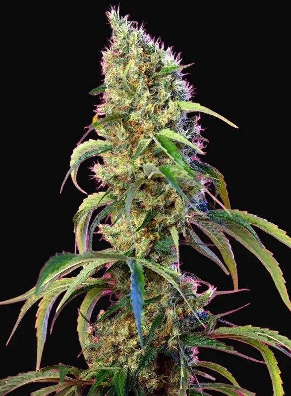 Black Jack CBD