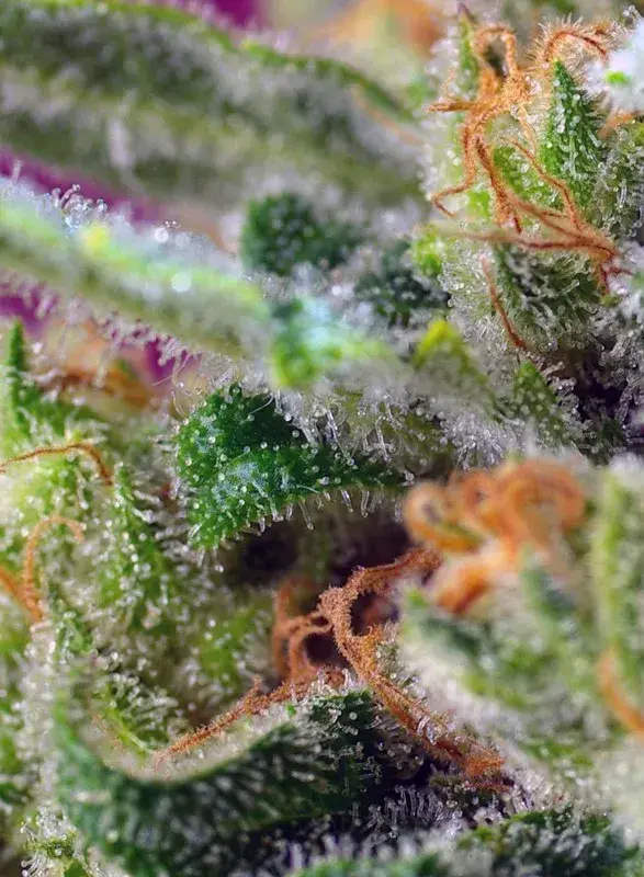 Black Jack CBD — zdjęcie 2