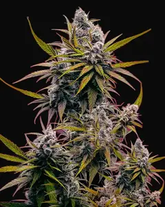 Black Jack