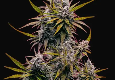 Black Jack