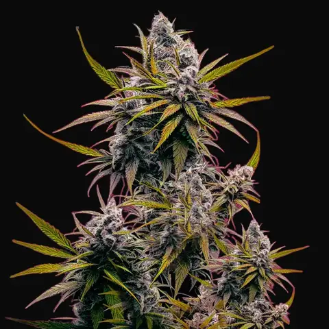Black Jack