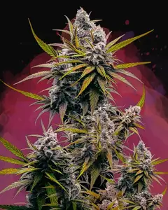 Black Jack