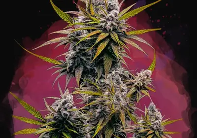 Black Jack