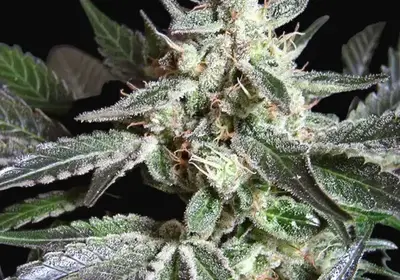 Black Jack