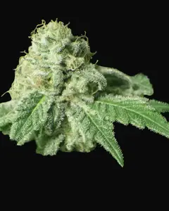 Black Jesus OG