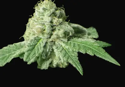 Black Jesus OG