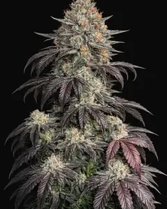 Black Kush