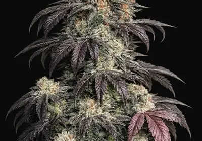 Black Kush