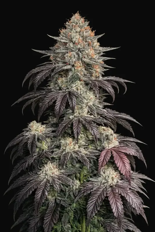 Black Kush