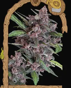 Black Lemon Auto