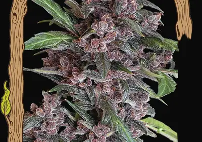 Black Lemon Auto