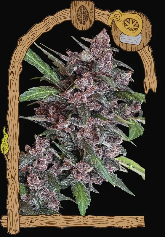 Black Lemon Auto