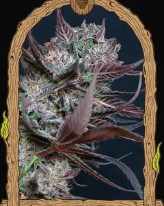 Black Lemon