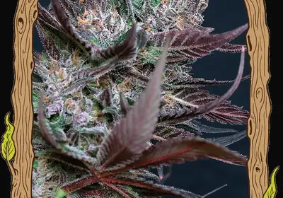Black Lemon