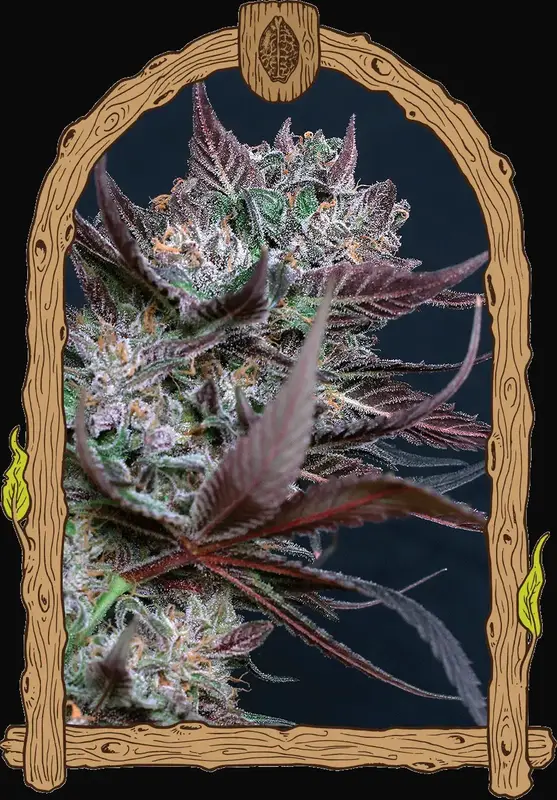 Black Lemon