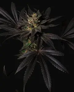 Black Mamba #42