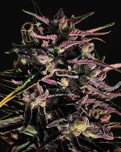 Black Mango Regular