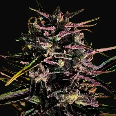 Black Mango Regular