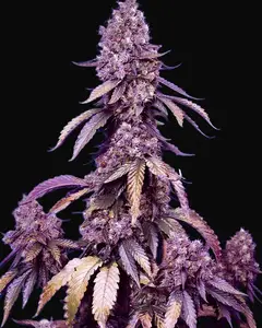Black Muffin F1 Fast Version