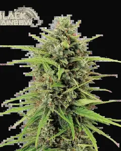Black Rainbow Auto