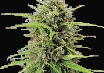Black Rainbow Auto