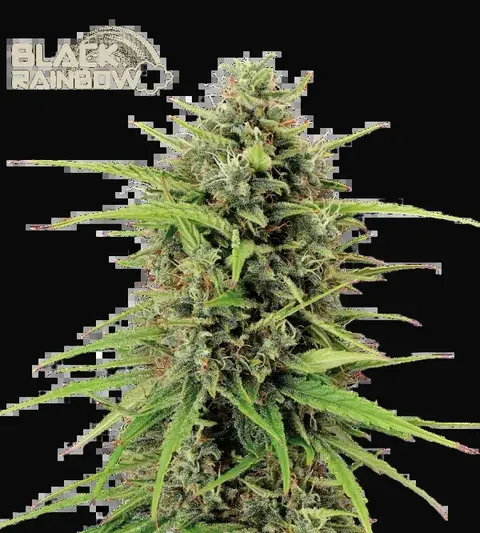 Black Rainbow Auto