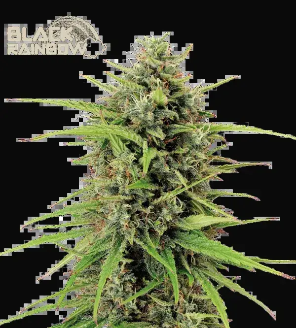 Black Rainbow Auto