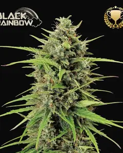 Black Rainbow Auto
