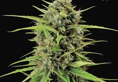 Black Rainbow Auto