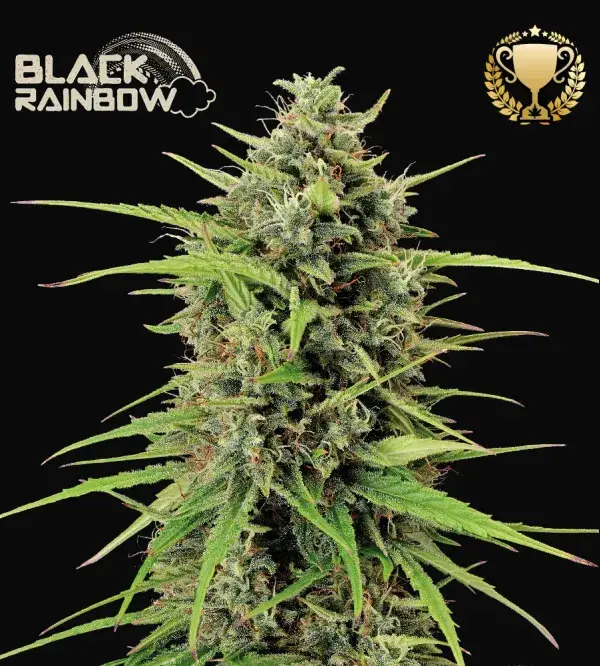 Black Rainbow Auto