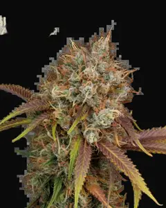 Black Rainbow
