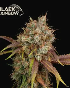 Black Rainbow