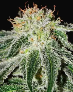 Black Russian