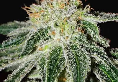 Black Russian