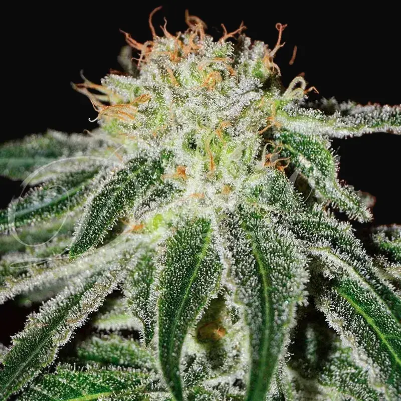 Black Russian