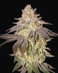Black Toffee Auto