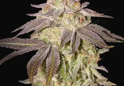 Black Toffee Auto