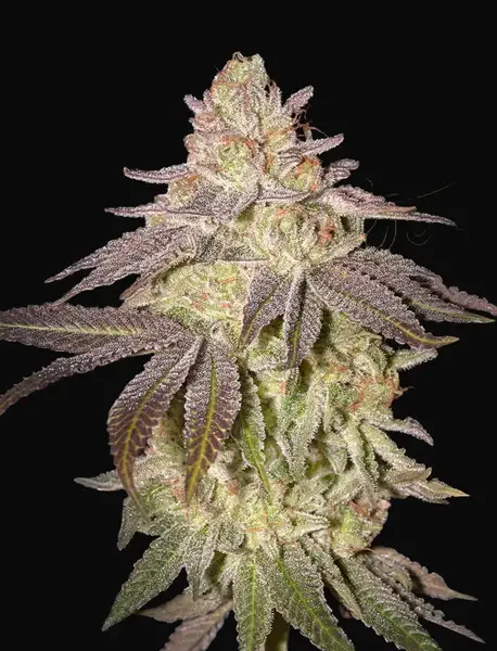 Black Toffee Auto