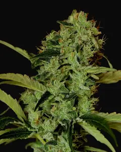 Black Widow