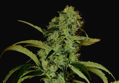 Black Widow