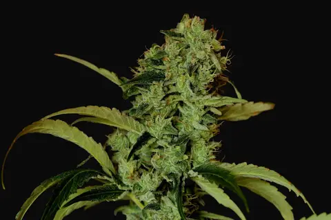 Black Widow