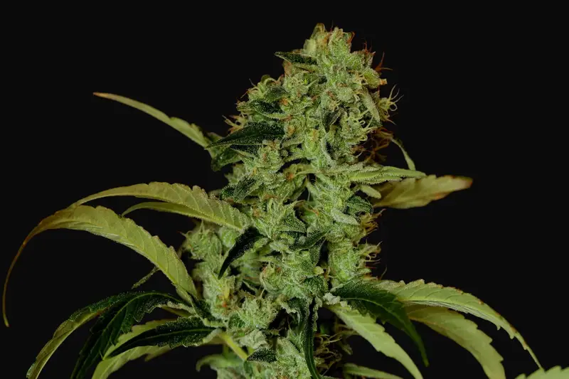 Black Widow